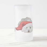 Coton de Tulear - En attente
