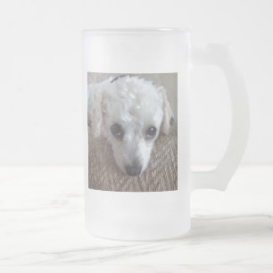 Chope Givrée Petit chien blanc de caniche