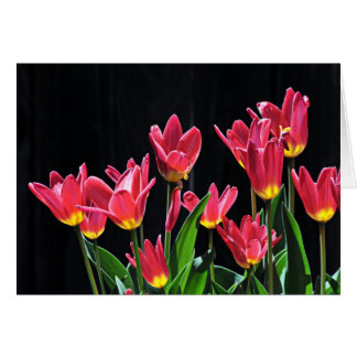Chor der Tulpen