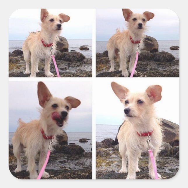 Chorkie am Strand Quadratischer Aufkleber (Vorderseite)