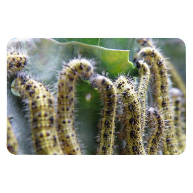 Chou affamé Blanc Caterpiliers Premium Magnet (Horizontal)