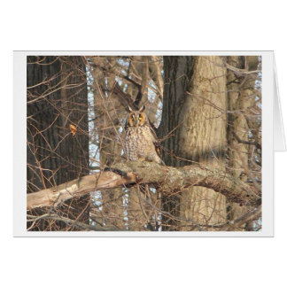 Chouette à grande corne