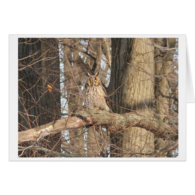 Chouette à grande corne (Devant Horizontal)