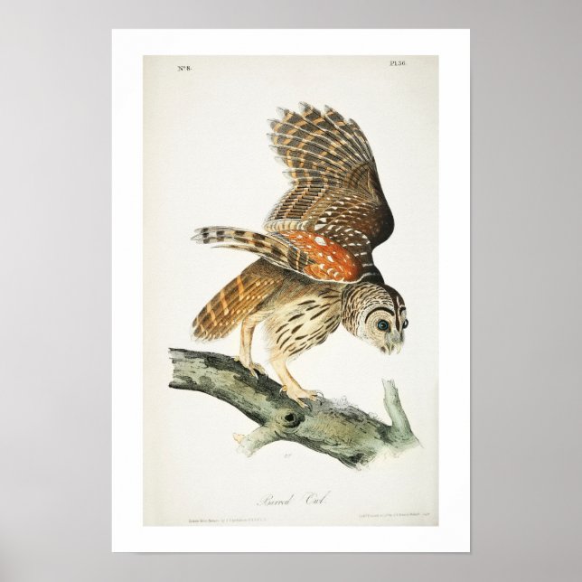 Chouette barrée par Audubon Poster (Devant)