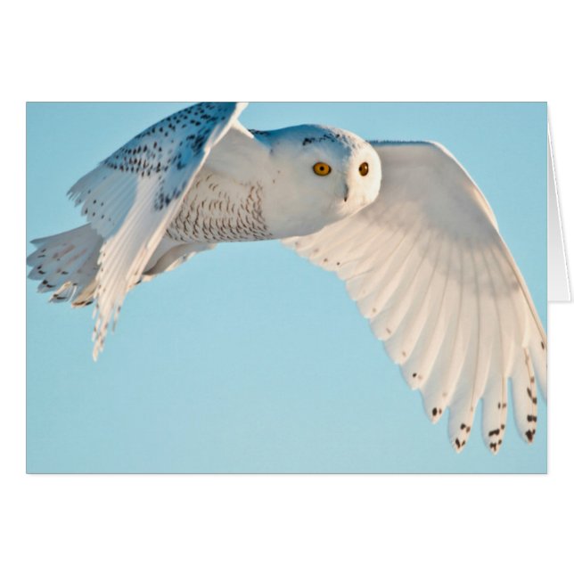 Chouette des neiges en vol (Devant horizontal)