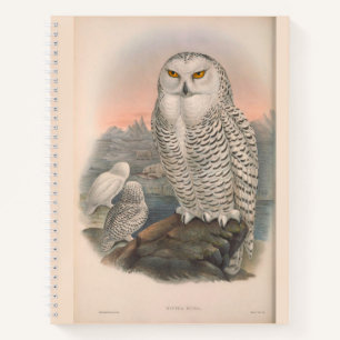 Chouette des neiges et faucon livre de croquis à