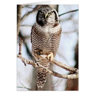 Chouette du Nord-Hawk 3