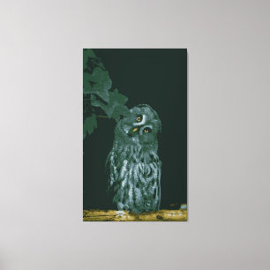 Chouette grise Impression sur toile tendue