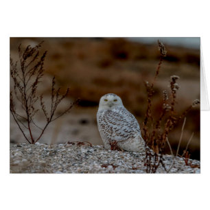 Chouette neige assise sur un rocher