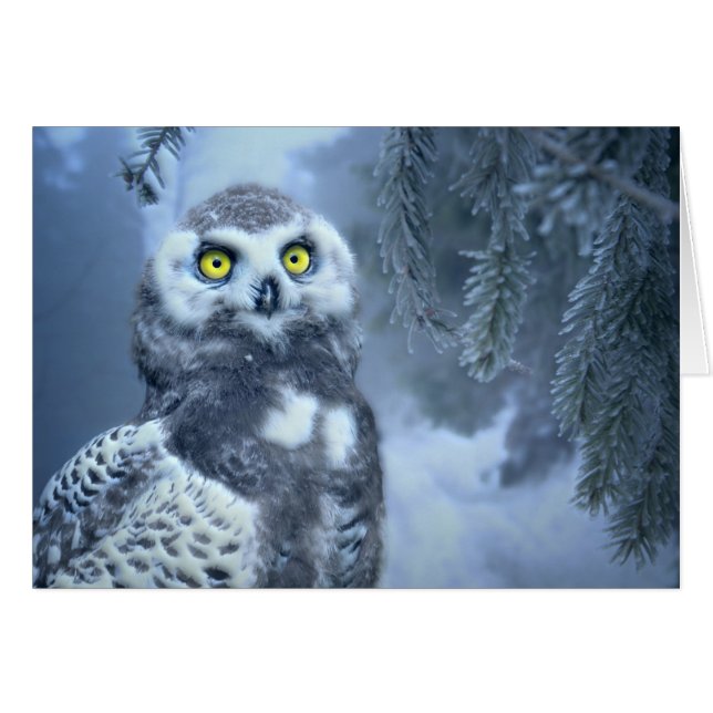 Chouette neigeuse en hiver (Devant horizontal)