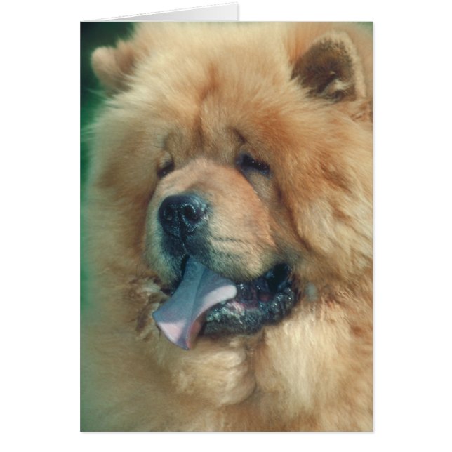 Chow Chow (Vorne)
