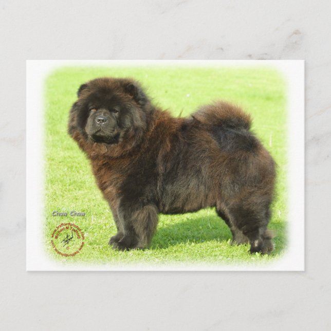Chow-Chow 9B011D-08 Postkarte (Vorderseite)