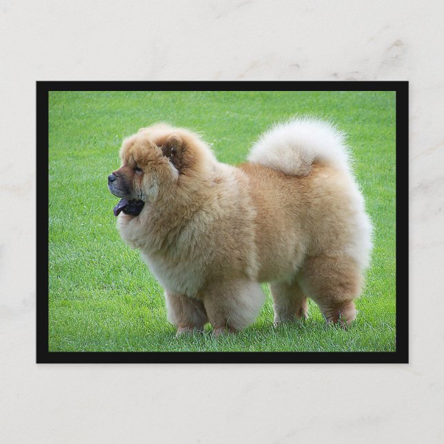 Chow Chow Chien Chien Chien Vierge Carte postale d (Devant)