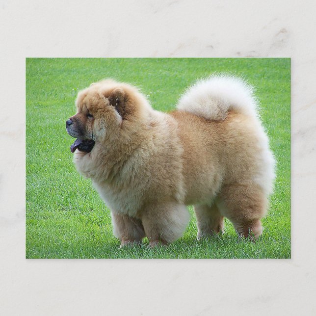 Chow Chow Chien Chien Chien Vierge Carte postale d (Devant)