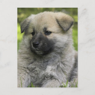Chow Chow Chow Hund Postkarte