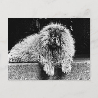 Chow Chow Dog on Porch, Black and White Postkarte