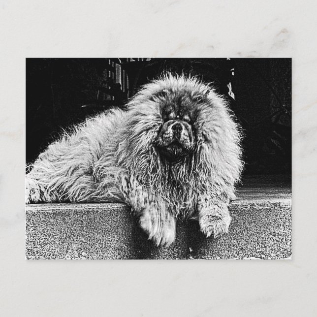 Chow Chow Dog on Porch, Black and White Postkarte (Vorderseite)