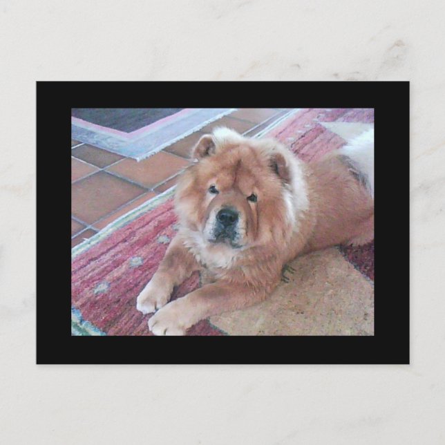Chow Chow Dose Post Card Postkarte (Vorderseite)