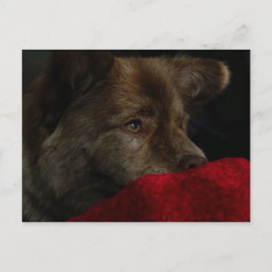 Chow-Chow Mischung mit Herzpostkarte Postkarte