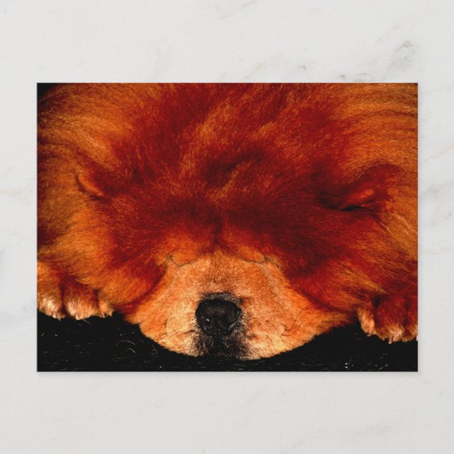 Chow Chow pcca Postkarte (Vorderseite)