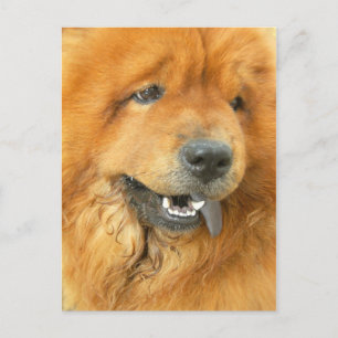 Chow Chow Postkarte