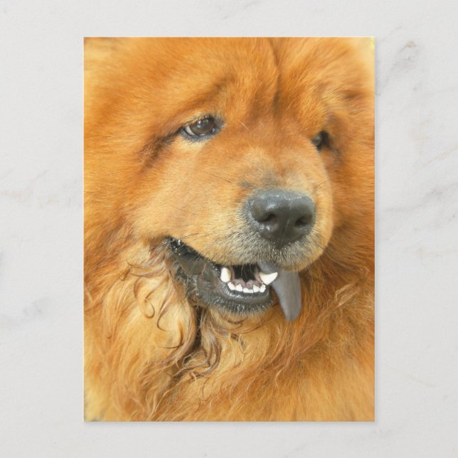 Chow Chow Postkarte (Vorderseite)