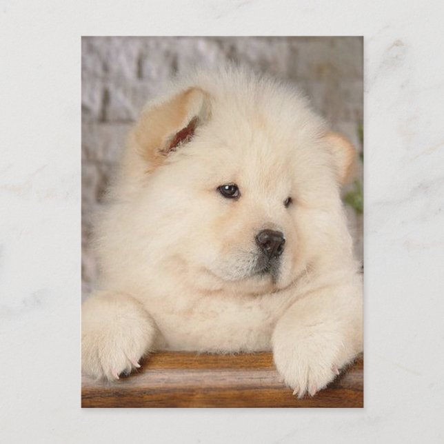 Chow Chow Postkarte (Vorderseite)