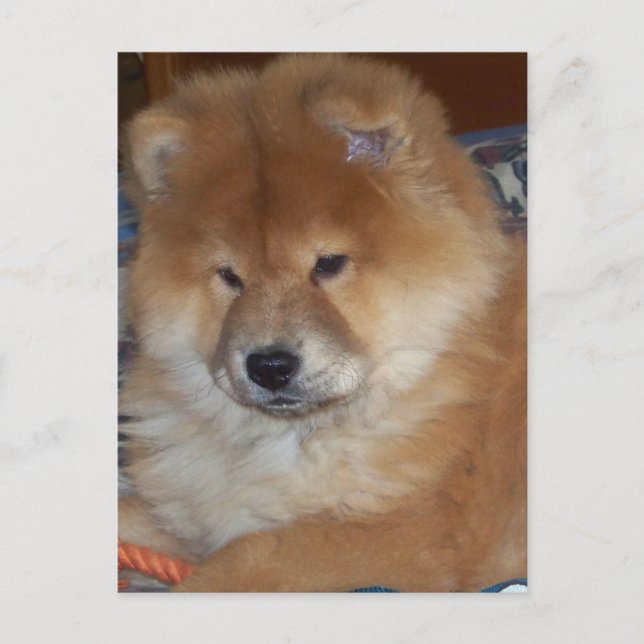 Chow Chow Pup Postkarte (Vorderseite)
