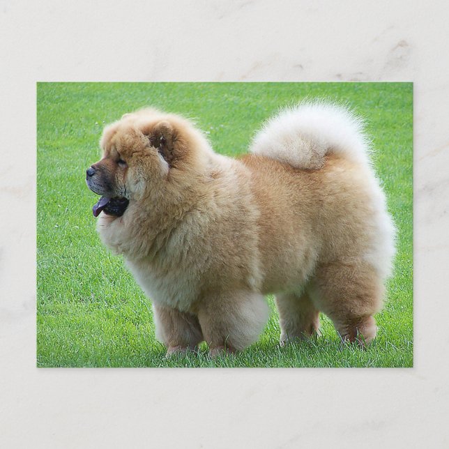Chow Chow Puppy Dog - Hallo, Liebe, Denken Sie an  Postkarte (Vorderseite)