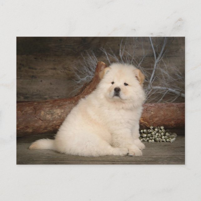 Chow Chow Puppy Dog leere Grußkarte Postkarte (Vorderseite)