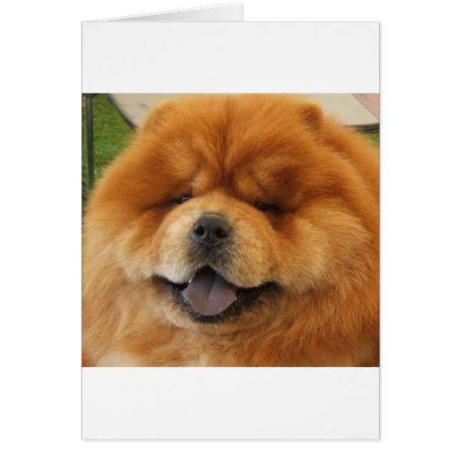 Chow Chow Secourt (Devant)