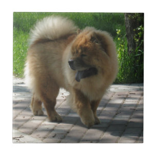 Chow-Chow voll Fliese
