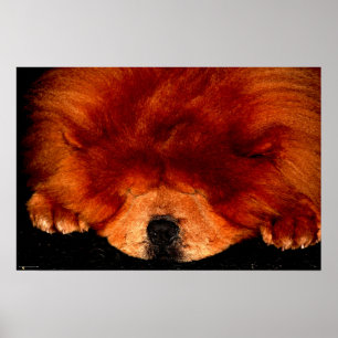 Chow Chow wapcn Poster