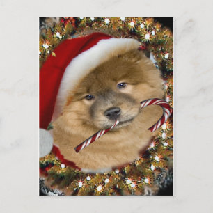 Chow Chow Weihnachten Candy Cane Geschenke