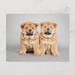 Chow chow Welpen Postkarte