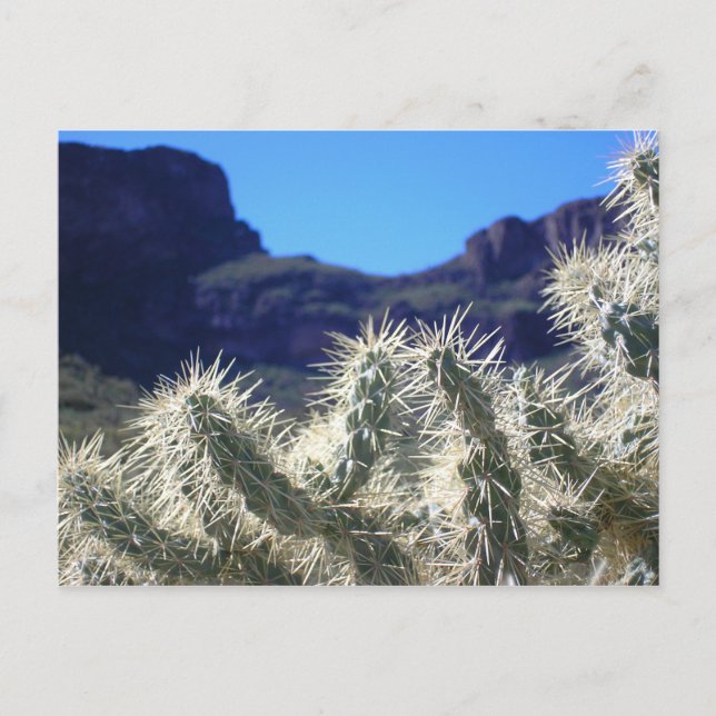 Choya Cactus - Arizona Postcard Postkarte (Vorderseite)