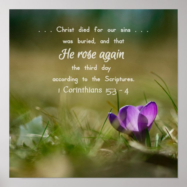 Christ Rose wieder Crocus Poster (Vorne)