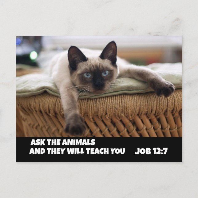CHRISTLICHER CAT-POSTCARD-JOB 12:7-SIAMESE CAT POSTKARTE (Vorderseite)