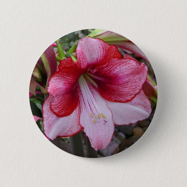 Christmas Amaryllis Red Holiday Floral Button (Vorderseite)