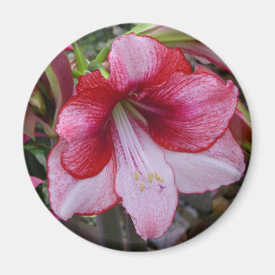 Christmas Amaryllis Red Holiday Floral Magnet