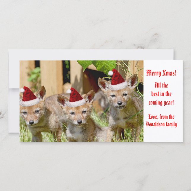 Christmas Baby Coyote Foto Feiertagskarte (Vorderseite)