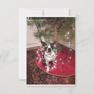 Christmas Boston Terrier Dolly Karte