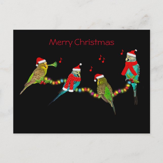 Christmas Budgie Frenzy Postcard Postkarte (Vorderseite)