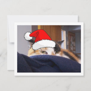 Christmas Calico Cat Feiertagskarte