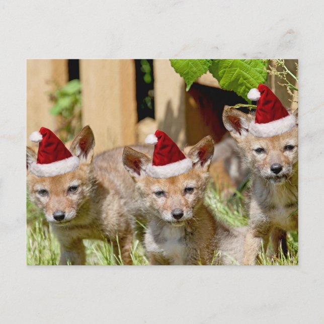 Christmas Coyote Pups Feiertagspostkarte (Vorderseite)
