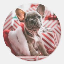 Christmas French Bull Dog - Frankreich