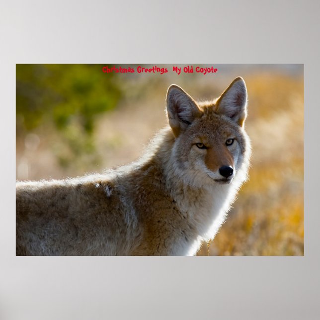 Christmas Greetings  My Old Coyote Poster (Vorne)