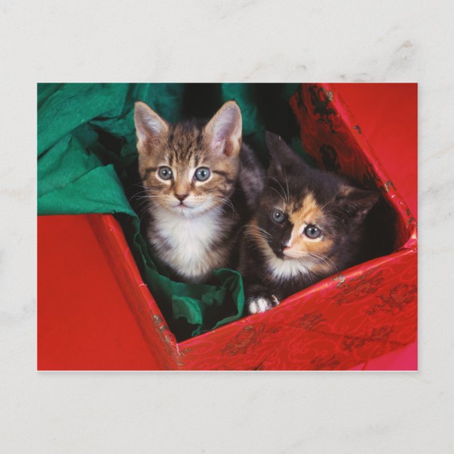 Christmas Kittens Feiertagspostkarte (Vorderseite)
