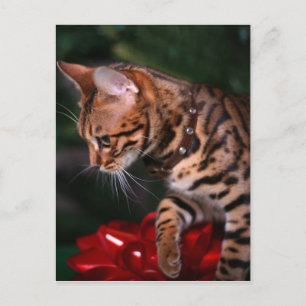 Christmas Kitty Foto (Domestic Bengal Cat) Feiertagspostkarte