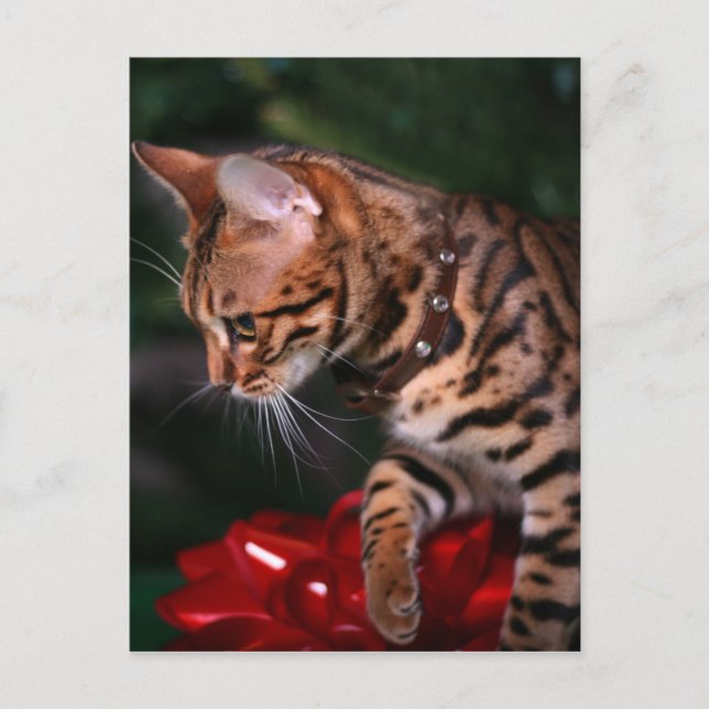 Christmas Kitty Foto Feiertagspostkarte (Vorderseite)